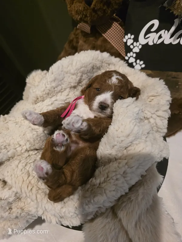 Belle 🐾 Mini  – Miniature Goldendoodle puppy for sale in Bristol, TN