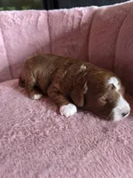 Belle 🐾 Mini , a female Miniature Goldendoodle for sale in Bristol, TN – 6 of 10