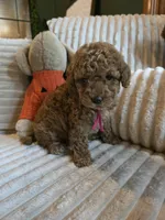 Gracie , a female Miniature Goldendoodle for sale in Bristol, TN – 2 of 10