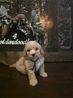 Black collar Micro Mini , a male Miniature Goldendoodle for sale in Bristol, TN – 7 of 7