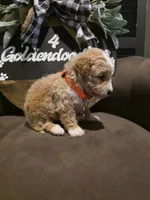 Orange collar , a male Miniature Goldendoodle for sale in Bristol, TN – 3 of 10