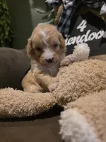 Black collar , a male Miniature Goldendoodle for sale in Bristol, TN – 3 of 10