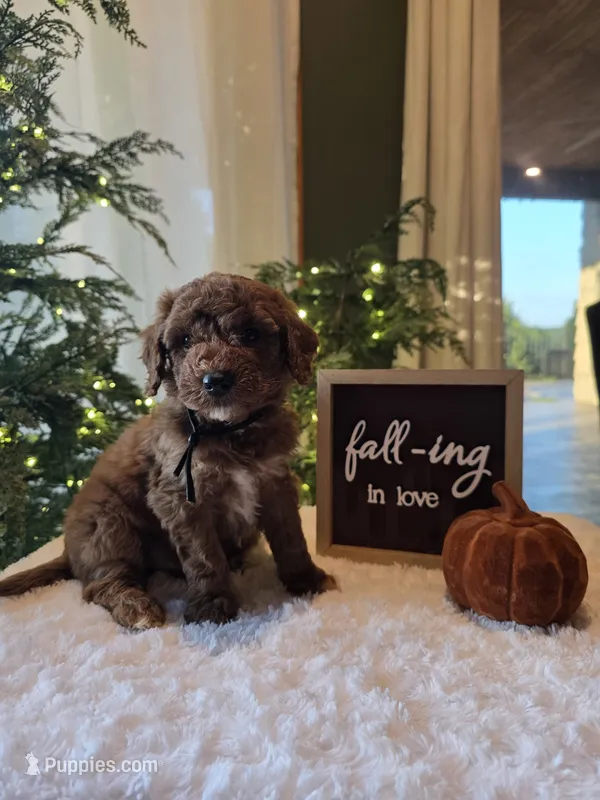 Buddy  – Miniature Goldendoodle puppy for sale in Bristol, TN