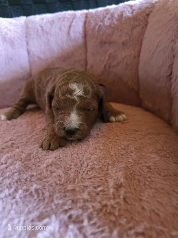 Minnie 🐾 Mini  – Miniature Goldendoodle puppy for sale in Bristol, TN