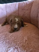Minnie 🐾 Mini , a female Miniature Goldendoodle for sale in Bristol, TN – 1 of 10