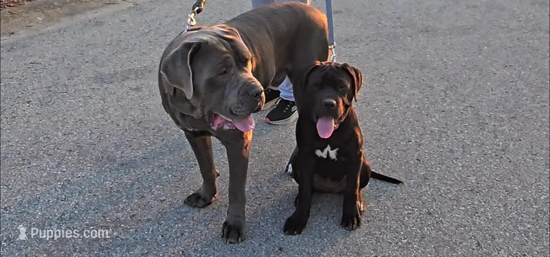 Lady, a male American Mastiff for sale in Fishers, IN – 1 of 4