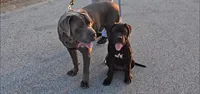 Lady, a male American Mastiff for sale in Fishers, IN – 1 of 4