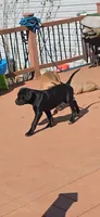 Lady, a male American Mastiff for sale in Fishers, IN – 3 of 4