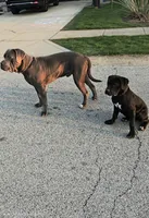 Lady, a male American Mastiff for sale in Fishers, IN – 4 of 4
