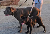 Lady, a male American Mastiff for sale in Fishers, IN – 2 of 4
