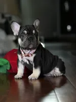 Female Chocolate Tan DOB 05.22.2026 | French bulldog puppy, a female French Bulldog for sale in Cumming, GA – 6 of 10