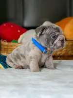 Male Blue Merle – Born on June 24, 2026 – AKC Registered, a male French Bulldog for sale in Cumming, GA – 5 of 8