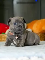 Male Blue – Born on June 22, 2026 – AKC Registered, a male French Bulldog for sale in Cumming, GA – 6 of 7