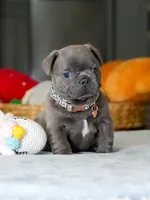 Male Blue – Born on June 22, 2026 – AKC Registered, a male French Bulldog for sale in Cumming, GA – 7 of 7