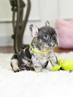 Striking Blue Merle Boy Ready to Steal Your Heart! 💙, a male French Bulldog for sale in Cumming, GA – 4 of 8