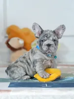 Male Blue Merle – Born on June 24, 2026 – AKC Registered, a male French Bulldog for sale in Cumming, GA – 3 of 10