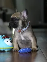 Fawn Male French Bulldog born on May 22, 2026, a male French Bulldog for sale in Cumming, GA – 6 of 10