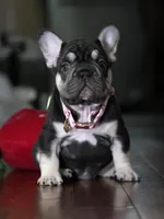 Female Chocolate Tan DOB 05.22.2026 | French bulldog puppy, a female French Bulldog for sale in Cumming, GA – 4 of 10