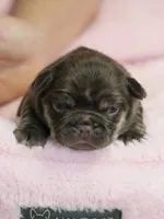 Female Chocolate Tan – Born on September 24, 2026 – AKC Registered, a female French Bulldog for sale in Cumming, GA – 5 of 9
