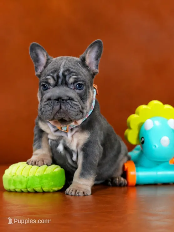 AKC Registered Blue Tan Male French Bulldog Puppy – Ready November 6 – French Bulldog puppy for sale in Cumming, GA