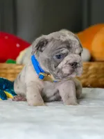 Male Blue Merle – Born on June 24, 2026 – AKC Registered, a male French Bulldog for sale in Cumming, GA – 4 of 8