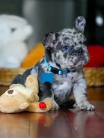 Male Blue Merle – Born on June 23, 2026 – AKC Registered, a male French Bulldog for sale in Cumming, GA – 4 of 8