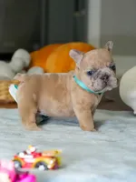 Male Fawn Merle – Born on June 24, 2026 – AKC Registered, a male French Bulldog for sale in Cumming, GA – 8 of 9