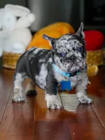 Male Blue Merle – Born on June 23, 2026 – AKC Registered, a male French Bulldog for sale in Cumming, GA – 2 of 8