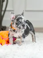 Meet Our Handsome Blue Merle Boy! 💙, a male French Bulldog for sale in Cumming, GA – 3 of 8