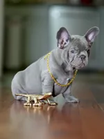 Striking Blue Male | Born May 5, 2026| Limited AKC, a male French Bulldog for sale in Cumming, GA – 3 of 6