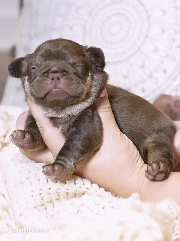 Female Chocolate Tan – Born on September 24, 2026 – AKC Registered – French Bulldog puppy for sale in Cumming, GA