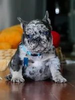 Male Blue Merle – Born on June 23, 2026 – AKC Registered, a male French Bulldog for sale in Cumming, GA – 7 of 8