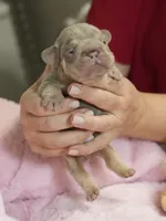 AKC Registered Isabella Tan Male French Bulldog Puppy   , a male French Bulldog for sale in Cumming, GA – 4 of 9