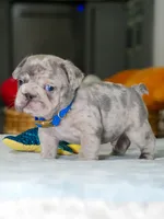 Male Blue Merle – Born on June 24, 2026 – AKC Registered, a male French Bulldog for sale in Cumming, GA – 7 of 8