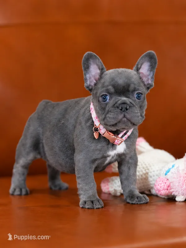 AKC Registered Blue Female French Bulldog Puppy – Ready November 6 – French Bulldog puppy for sale in Cumming, GA