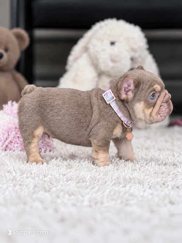 AKC Registered Isabella Tan Male French Bulldog Puppy    – French Bulldog puppy for sale in Cumming, GA