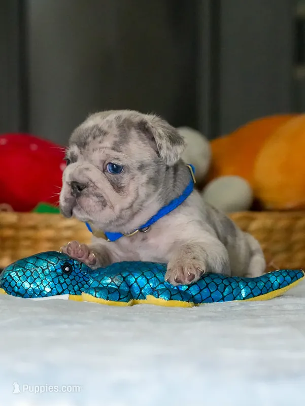 Male Blue Merle – Born on June 24, 2026 – AKC Registered – French Bulldog puppy for sale in Cumming, GA