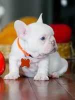 Male Platinum- Born on June 23, 2026 – AKC Registered, a male French Bulldog for sale in Cumming, GA – 8 of 10