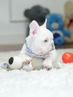 Stunning Male Platinum Frenchie! DOB: 06/23/2026., a male French Bulldog for sale in Cumming, GA – 5 of 10