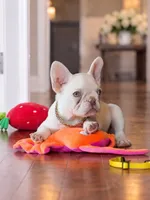 Female Platinum – Born on June 09, 2026, a female French Bulldog for sale in Cumming, GA – 5 of 5