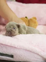 AKC Registered Isabella Tan Male French Bulldog Puppy   , a male French Bulldog for sale in Cumming, GA – 3 of 9