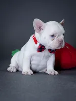 Female Platinum – Born on June 09, 2026, a female French Bulldog for sale in Cumming, GA – 4 of 5