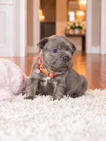 AKC Registered Blue Female French Bulldog Puppy – Ready November 6, a female French Bulldog for sale in Cumming, GA – 3 of 7