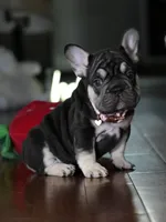 Female Chocolate Tan DOB 05.22.2026 | French bulldog puppy, a female French Bulldog for sale in Cumming, GA – 5 of 10
