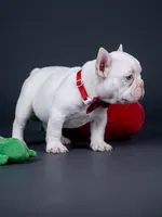 Female Platinum – Born on June 09, 2026, a female French Bulldog for sale in Cumming, GA – 3 of 5