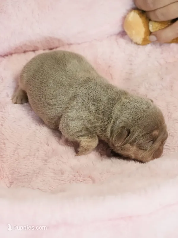 AKC Registered Isabella Tan Male French Bulldog Puppy    – French Bulldog puppy for sale in Cumming, GA
