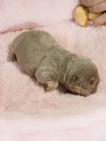 AKC Registered Isabella Tan Male French Bulldog Puppy   , a male French Bulldog for sale in Cumming, GA – 1 of 9