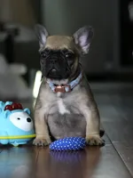 Fawn Male French Bulldog born on May 22, 2026, a male French Bulldog for sale in Cumming, GA – 9 of 10