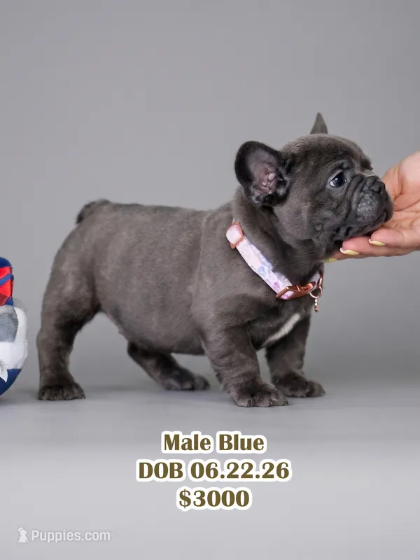 Male Blue – Born on June 22, 2026 – AKC Registered – French Bulldog puppy for sale in Cumming, GA