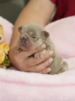 AKC Registered Isabella Tan Male French Bulldog Puppy   , a male French Bulldog for sale in Cumming, GA – 8 of 9